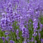 Lavendel fein bio Grand Cru,  10ml